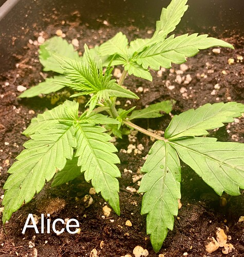 Growreport Bild 6