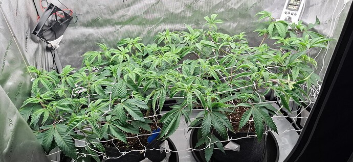 Growreport Bild 5