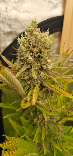 Growreport Bild 19