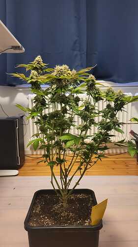 Growreport Bild 16