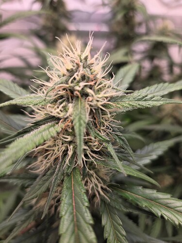 Growreport Bild 13