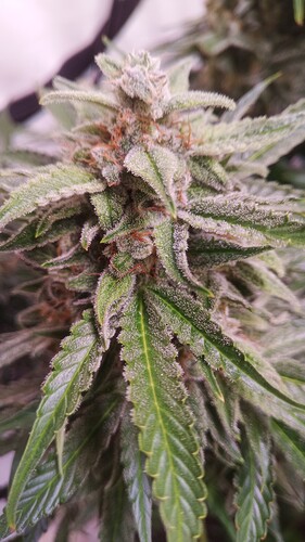 Growreport Bild 5