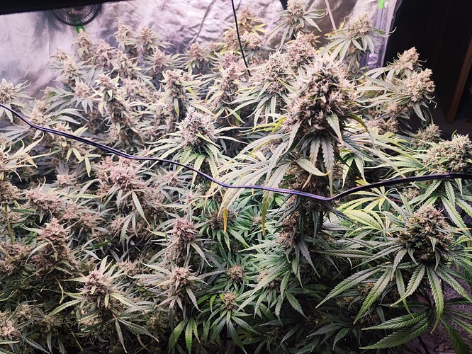 Growreport Bild 16