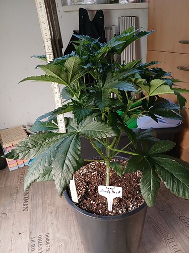 Growreport Bild 1