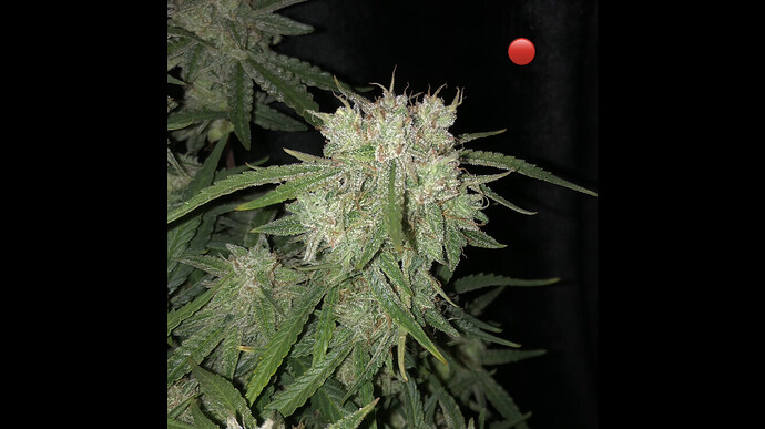 Growreport Bild 20