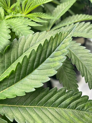 Nahaufnahme von Cannabisblättern mit leichten Verfärbungen und Flecken, die auf Nährstoffmangel hindeuten.
