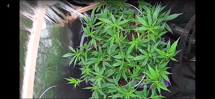 Screenshot_20250515_110125_YI IoT