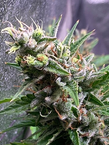 Growreport Bild 9