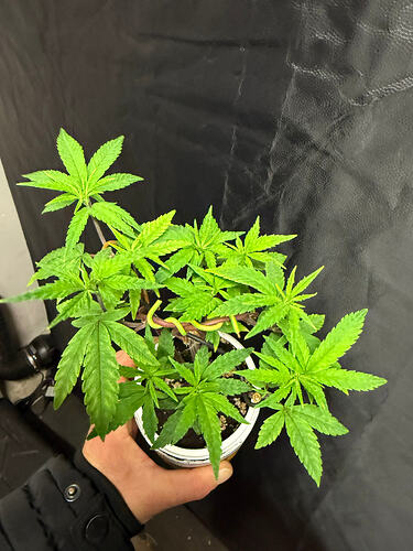 Growreport Bild 26