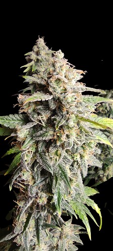 Growreport Bild 24