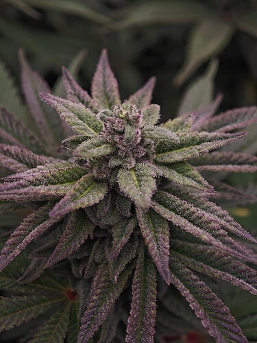 Growreport Bild 21