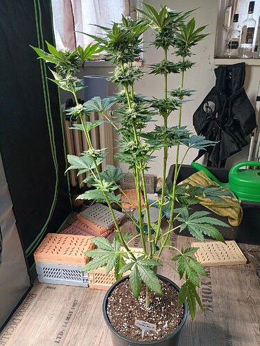 Growreport Bild 3