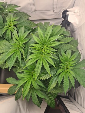 Growreport Bild 1
