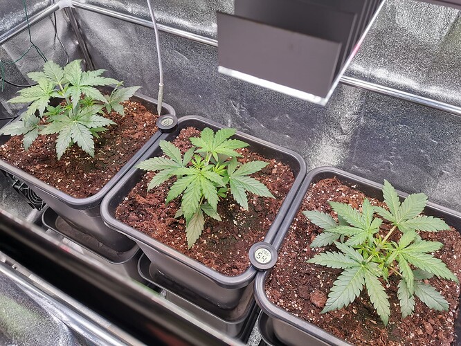 Amnesia Haze Topping, 27.05.25 (2)