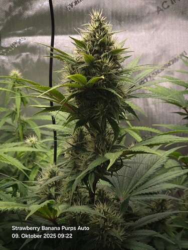 Growreport Bild 4