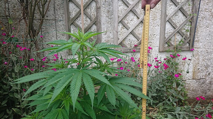 Growreport Bild 1