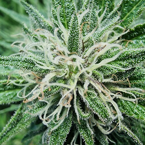 Growreport Bild 17