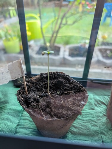 PXL_20250401_053011137.MP