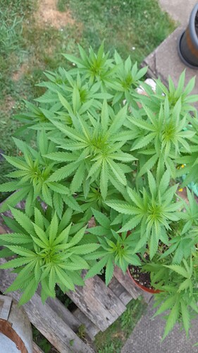 Growreport Bild 16