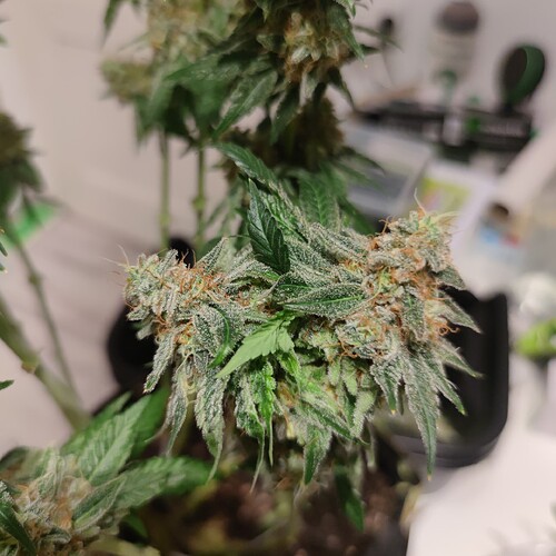Growreport Bild 5