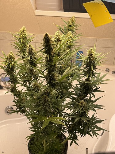 Growreport Bild 19