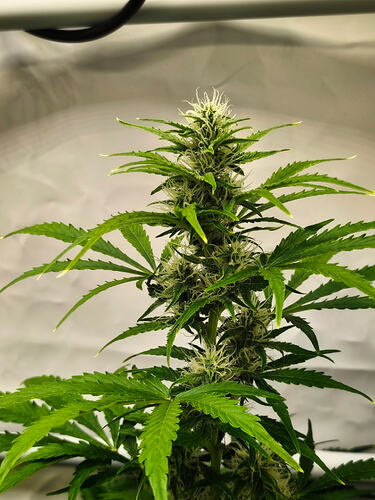 Growreport Bild 10