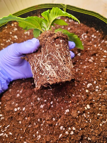 Growreport Bild 2
