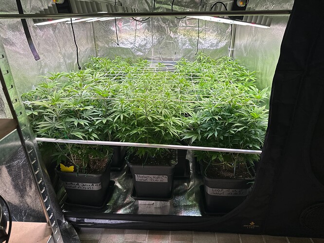 Growreport Bild 31