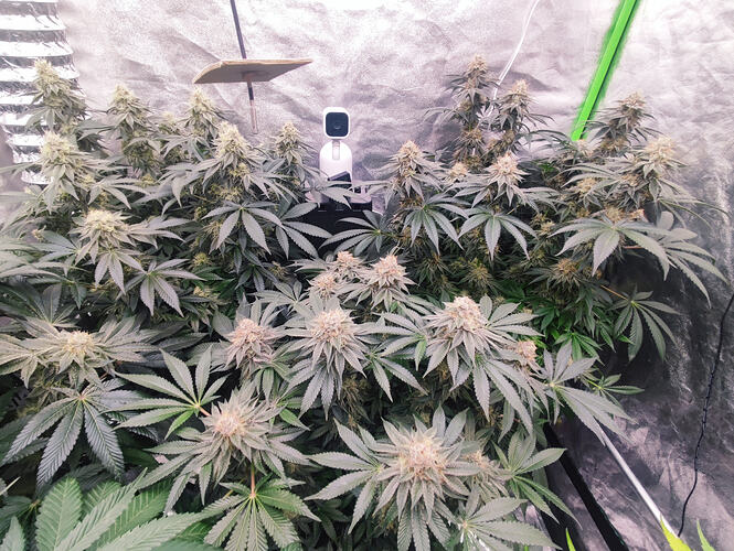 Growreport Bild 34