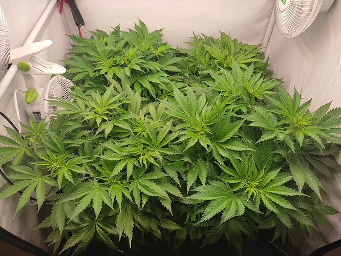 Growreport Bild 2