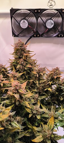 Growreport Bild 27