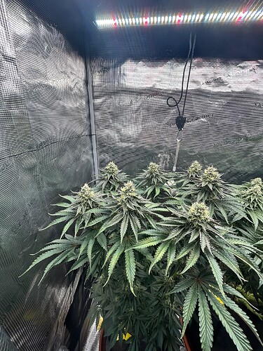 Growreport Bild 3