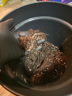 Growreport Bild 23
