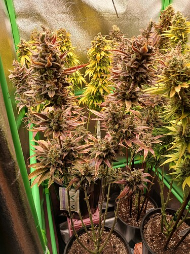 Growreport Bild 3