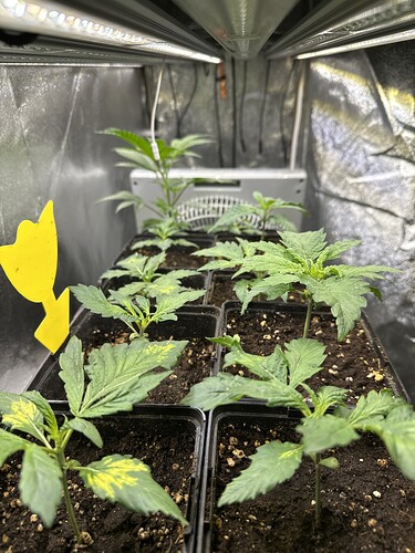 Growreport Bild 38