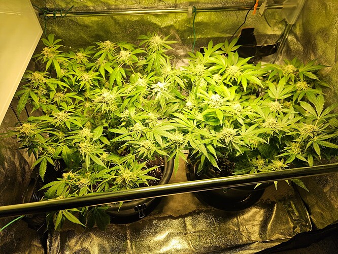 Growreport Bild 28