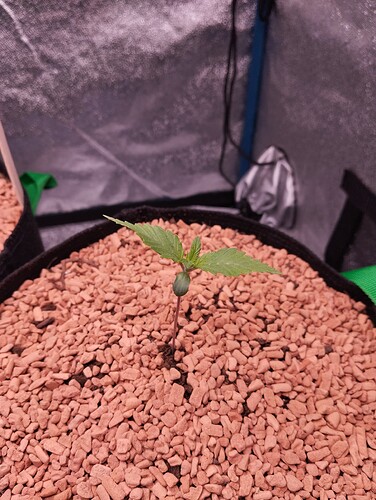 IMG_20241125_180435 - Kopie