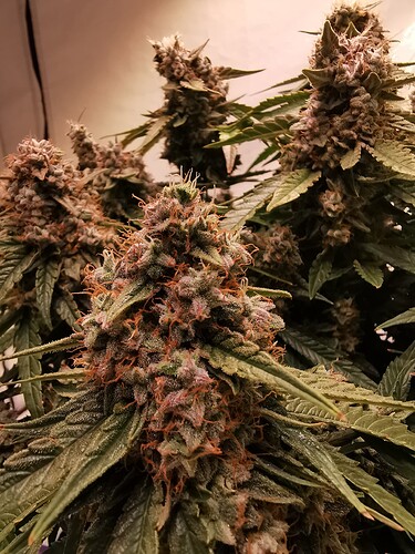 Growreport Bild 3