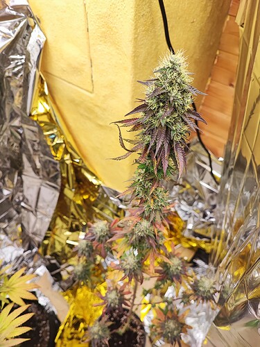 Growreport Bild 1