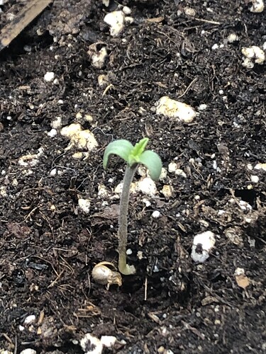 Growreport Bild 29