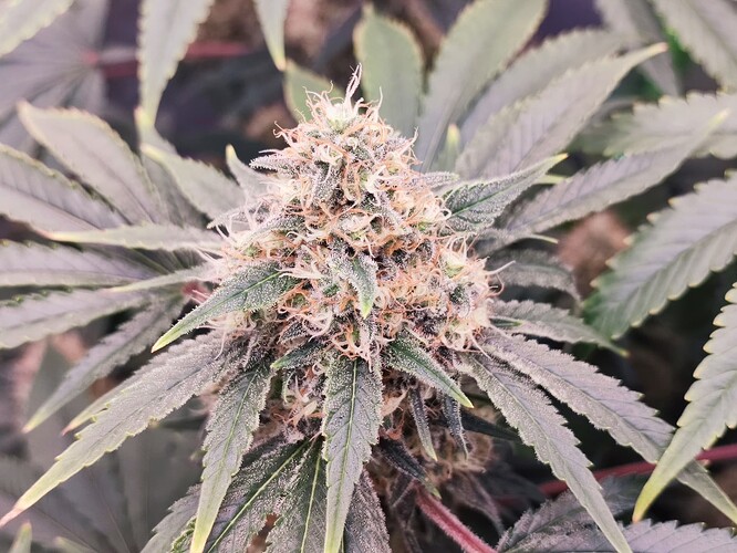 Growreport Bild 10