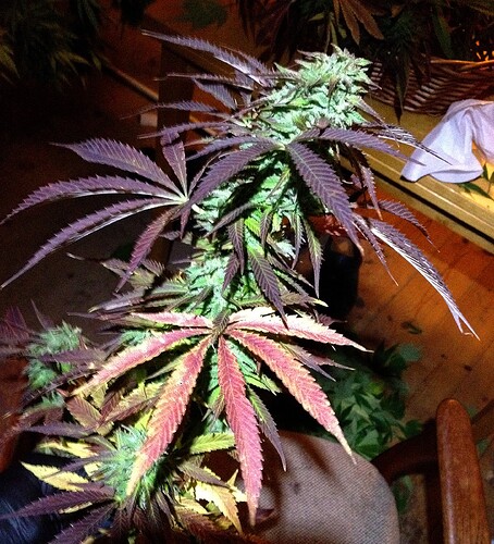 Grow25_1014b_5