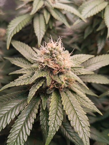 IMG_20250222_204929 - Kopie