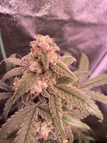 Growreport Bild 30