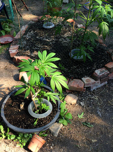 Grow26070810