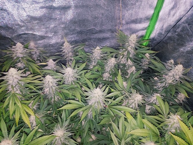 Growreport Bild 52
