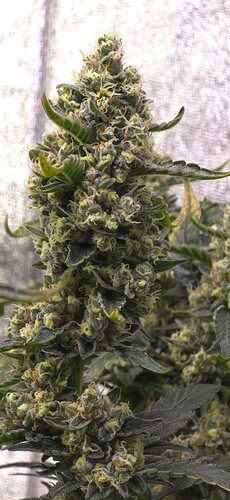 Growreport Bild 3