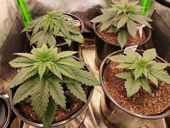 Growreport Bild 14