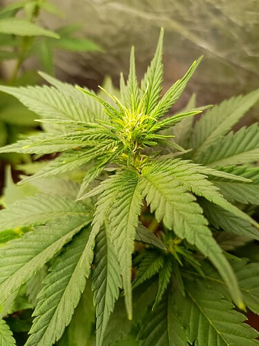 Growreport Bild 6