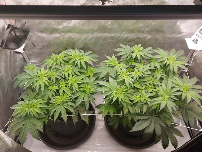 Growreport Bild 3